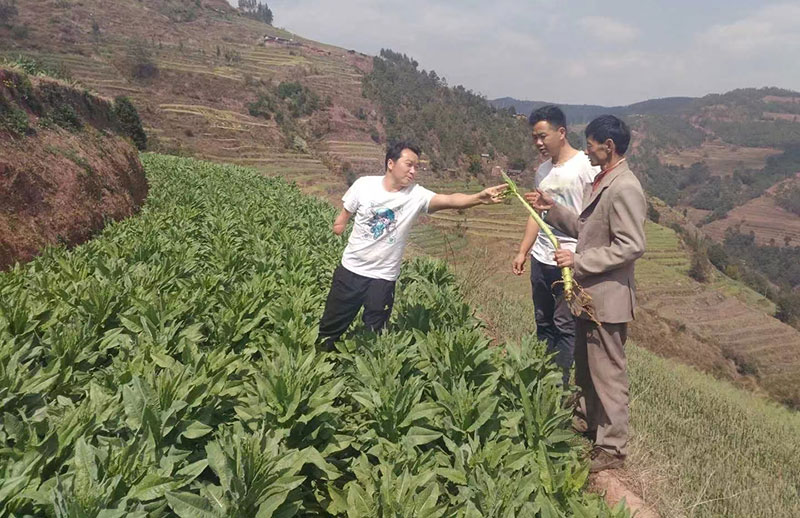 周自灵（左）正在教种植户采收贡菜。受访者供图