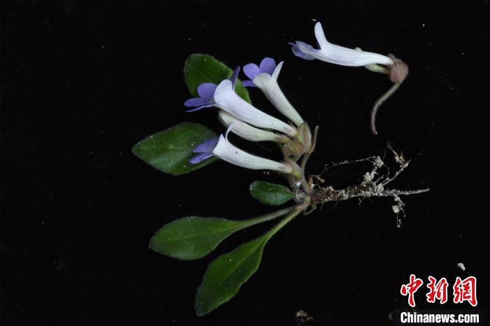 贵州兴义发现新物种马岭河报春苣苔