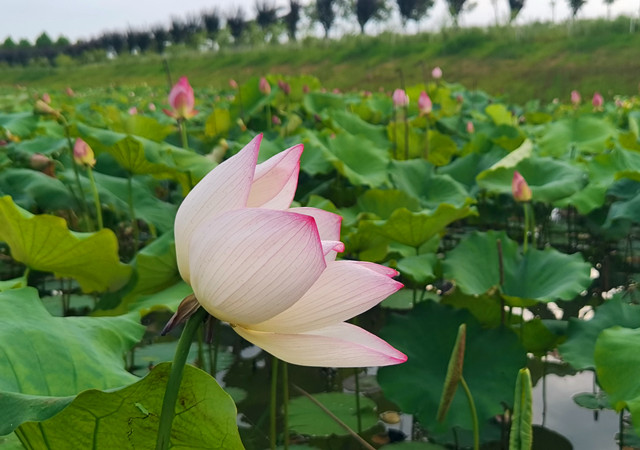 黄龙镇丁湾村美景1_副本.jpg