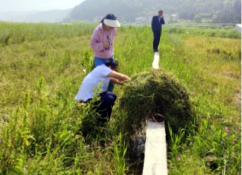 绿肥还田肥土 促进化肥减量_副本.jpg